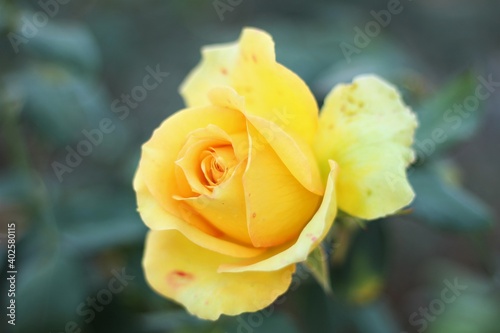 Tight Blooming Yellow Friendship Rose in Green Garden Cool Toned Macro