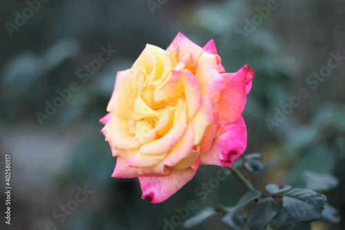 Yellow And Pink Blooming Rose Profile In Cool Toned Garden