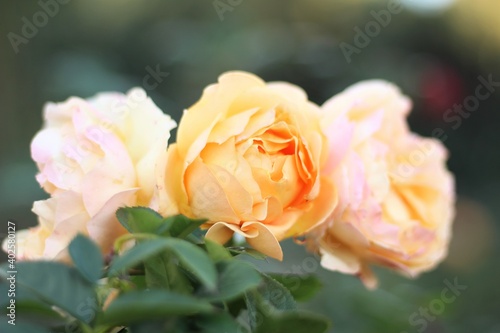 Three Romantic Blooming Coral Roses in Green Garden