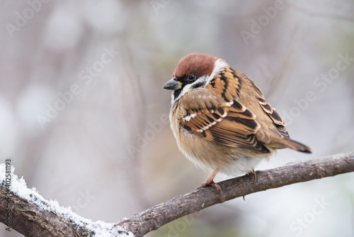 Beautiful sparrow sitting on tree branch © viktoriya89