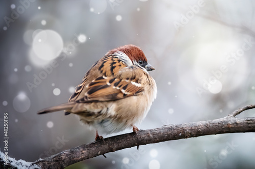 Beautiful sparrow sitting on tree branch © viktoriya89