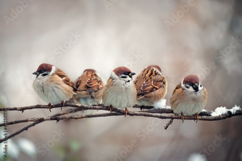 Flock of .sparrow birds sitting on tree branch