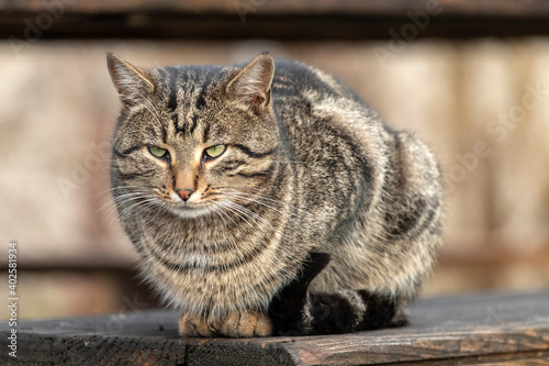 Tabby cat on wooden bench in park. Portrait of homeless cat.