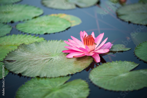 Tableau sur toile A pink water-lily with its floating leaves