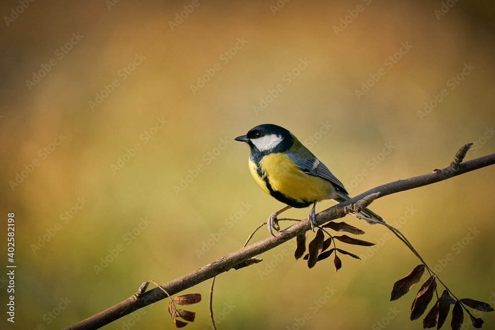 Great Tit, Parus major, black and yellow songbird Great Tit, Parus major, black and yellow songbird