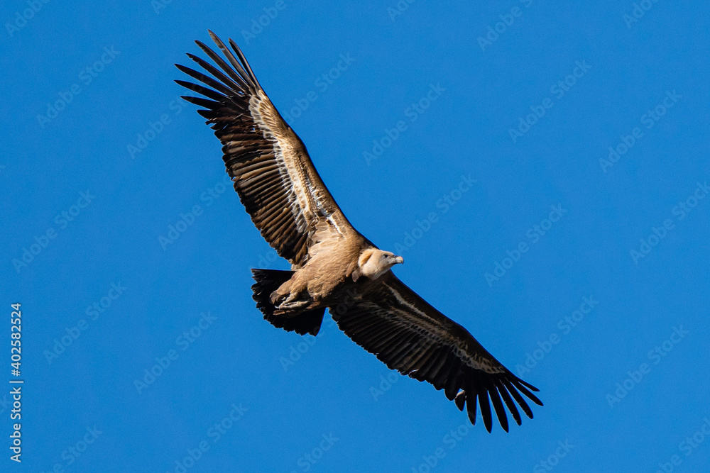 Obraz premium Griffon Vulture in flight in Caminito del Rey, in Malaga. 