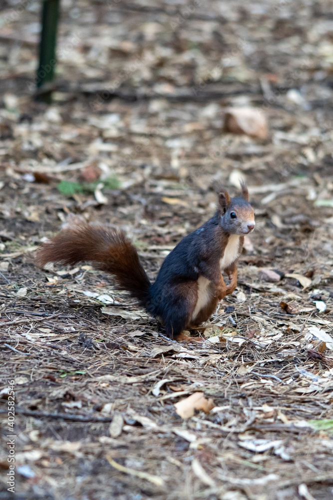 Squirrel looks into the camera. Squirrel on a background of grass. Close-up
