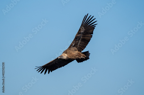Griffon Vulture in flight in Caminito del Rey  in Malaga. 
