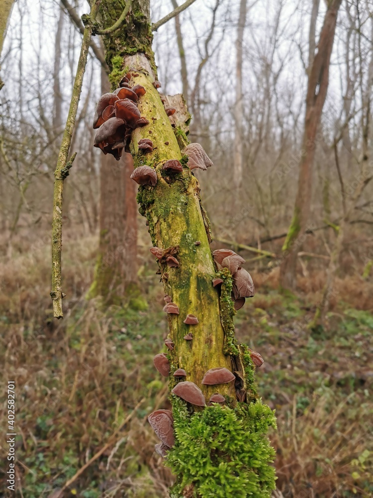 Judasohr, Mu-Err Pilz an einem Todholzstamm, Holunder, Winterpilz im Januar Pappelwald sammeln, Pilze im Wald finden und essen, Vitalpilze für die Gesundheit