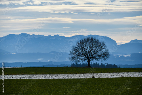 tree and bench against the high mountains photo