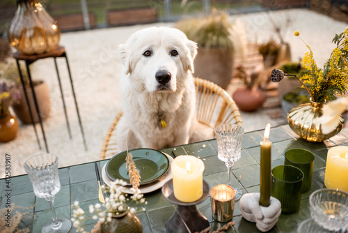 Adorable white dog sitting at the festively decorated table, celebrating and waiting for the food outdoors
