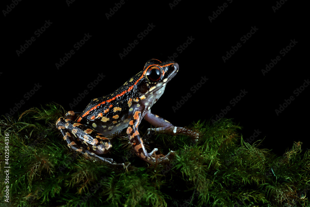 Fototapeta premium frog in the grass, Hylarana picturata toad on moss with black background, Hylarana picturata toad closeup