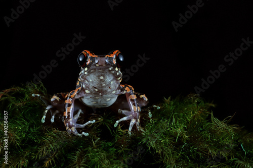 Hylarana picturata toad on moss with black background, Hylarana picturata toad closeup © kuritafsheen