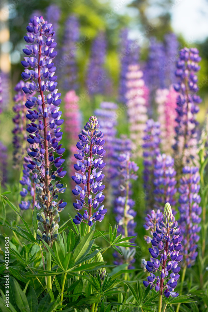 Obraz premium Close up lupinus
