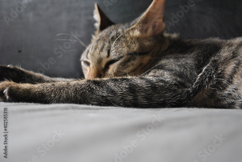 cat on a bed
