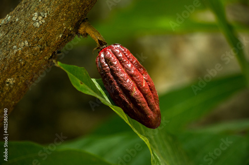 Group of red yellow green cocoa pods hanging on tree branch