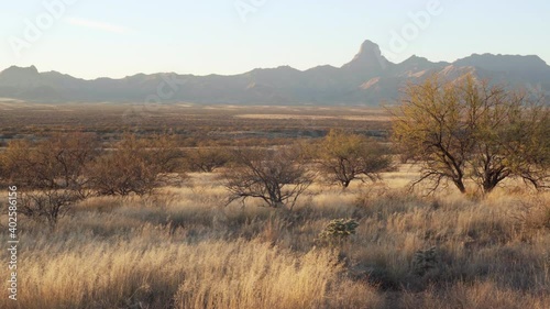 Mesquite trees and swaying grass with the Baboquibare mountain in the background at the wilderness of Bueno Aires National Wildlife Refuge at Southern Arizona. Panorama.