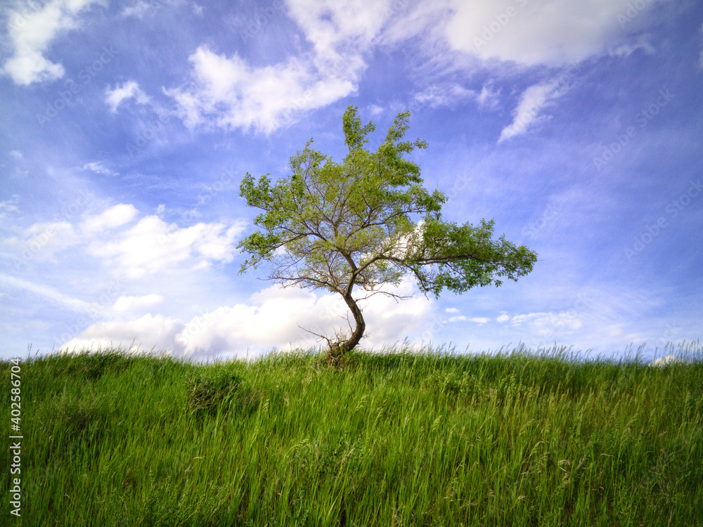 Fototapeta premium Beautiful Lonely Tree in the Summer Blue Sky
