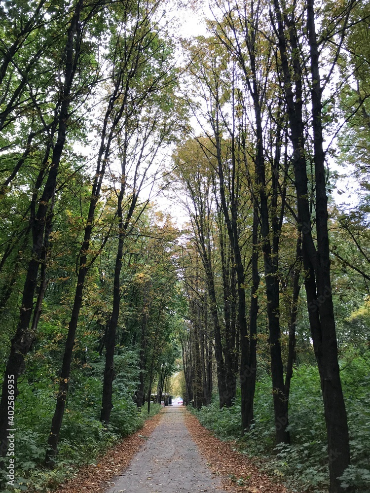 Fototapeta premium path in the woods