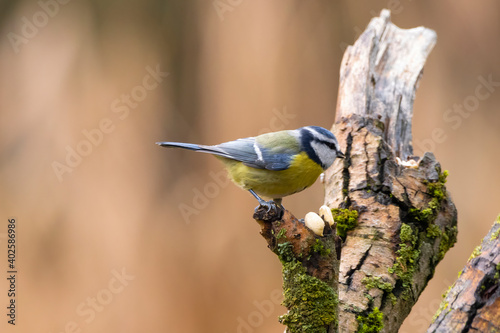 Blue tit at a feeding place at the Mönchbruch pond in a natural reserve in Hesse Germany. Looking for food in winter time.