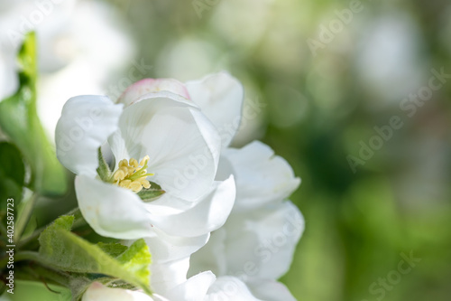 Fototapeta Naklejka Na Ścianę i Meble -  Apple blossom branch of flowers cherry. White flower buds on a tree. Beautiful atmospheric abstract postcard with copy space.  Concept of early spring, bright happy day