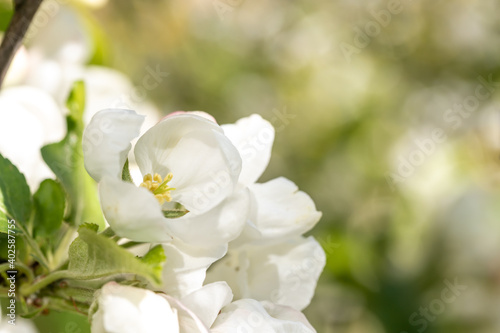 Apple blossom branch of flowers cherry. White flower buds on a tree. Beautiful atmospheric abstract postcard with copy space. Concept of early spring, bright happy day