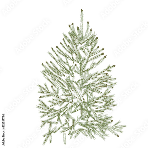 Fir evergreen tree vector illustration. Christmas tree. Realistic plant. Isolated on a white background.