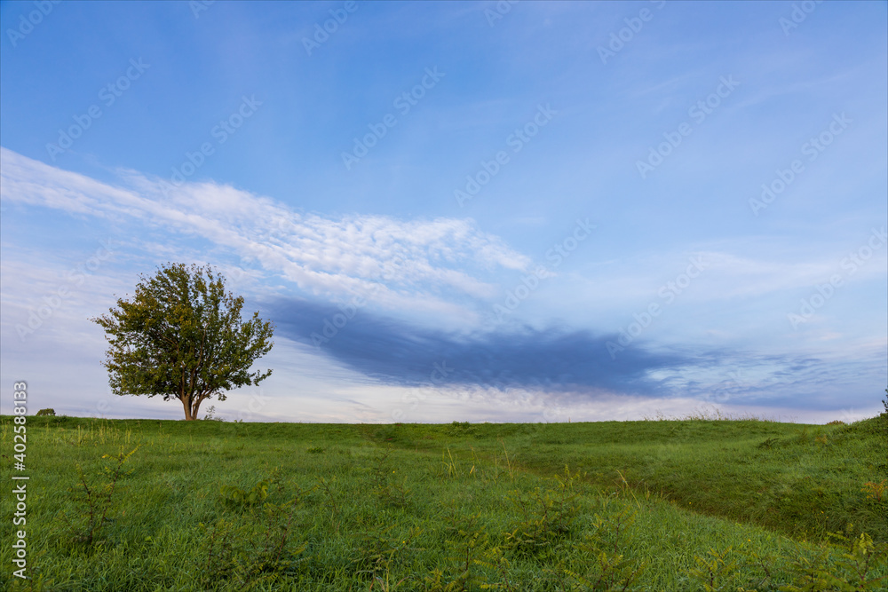 Albero con i rami con foglie verdi in un prato di erba verde, cielo sereno con poche nuvole colorate.