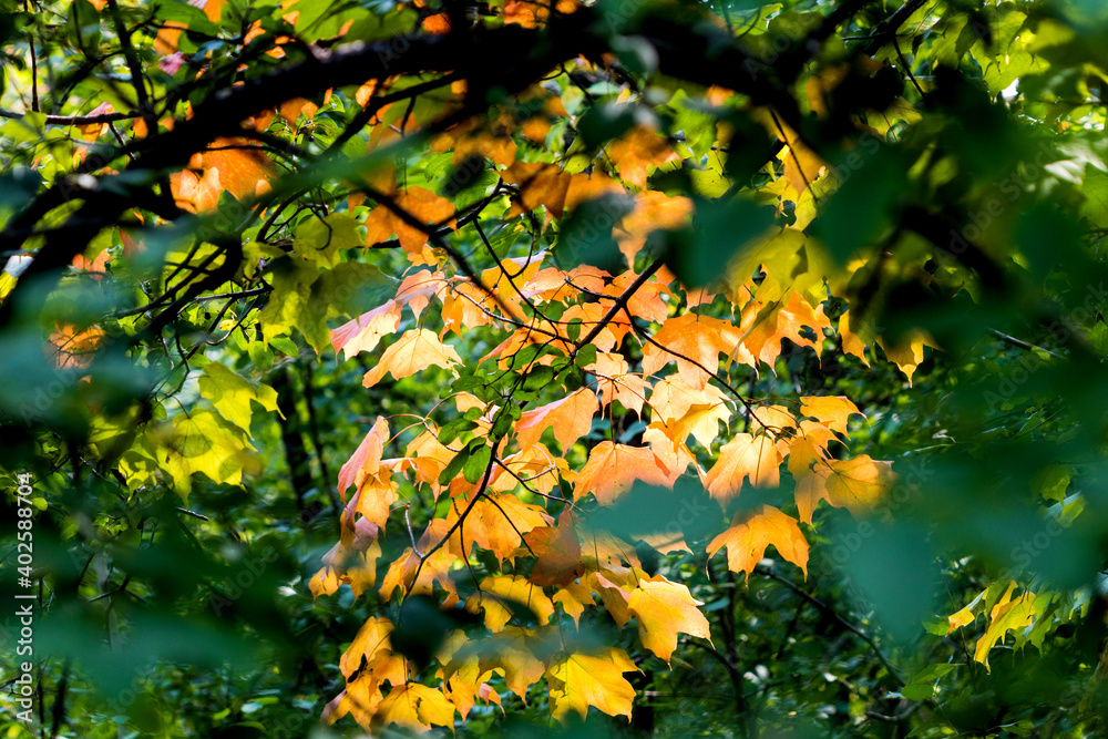 Sunlit maple leaves turning to vibrant autumn colors surrounded by green foliage - path to gold Sunlit maple leaves turning to vibrant autumn colors surrounded by green foliage - path to gold