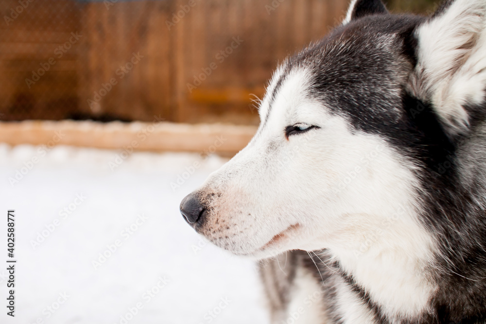 Portrait of a beautiful northern dog of the husky breed.