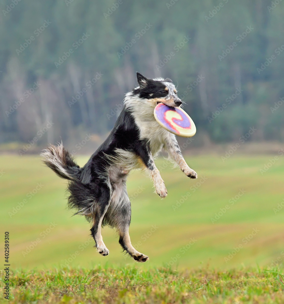 Fototapeta premium Dog in flight catches a frisbee