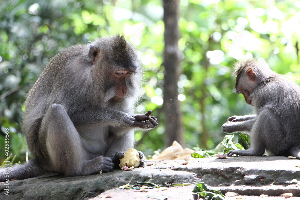 Long tailed macaque eating, feeding, monkey forest, ubud, Bali, Indonesia