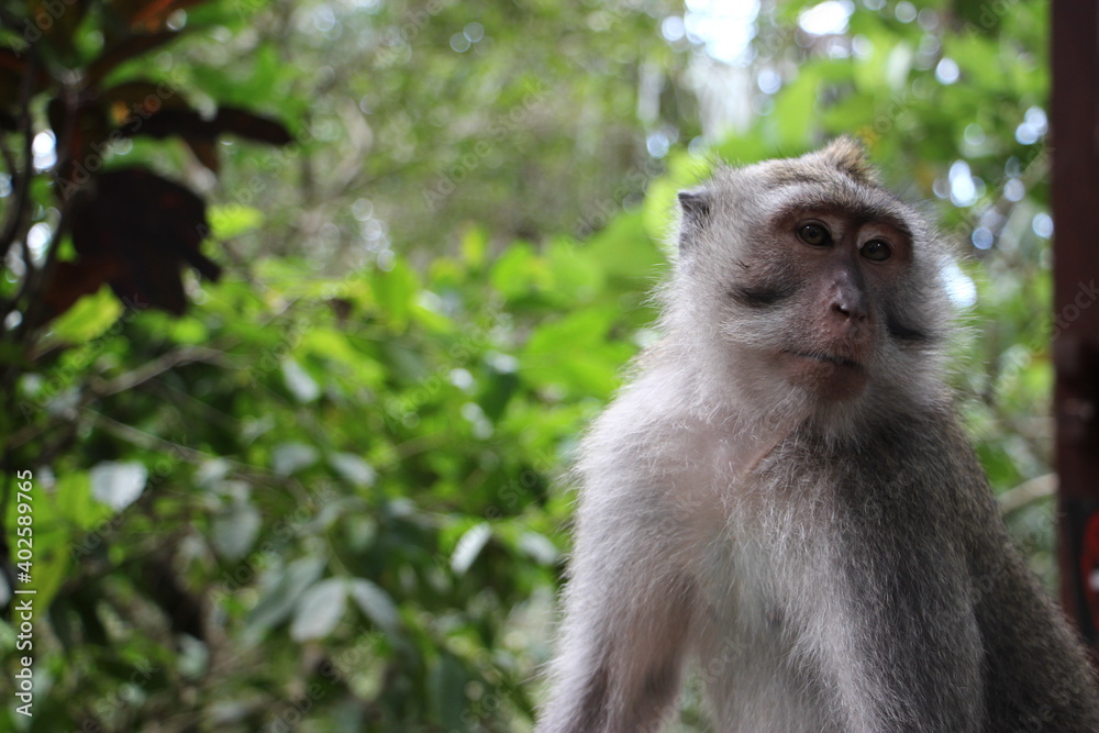 Long tailed macaque chilling and and enjoying the weather in monkey forest, ubud, Bali, Indonesia