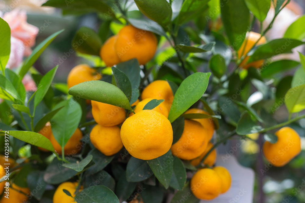 Orange Orange