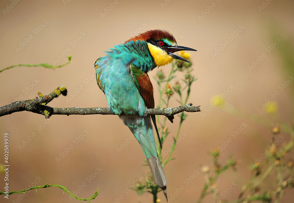Fototapeta premium un precioso abejaruco de colores en una rama de un arbol
