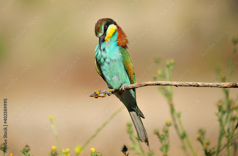 un precioso abejaruco de colores en una rama de un arbol