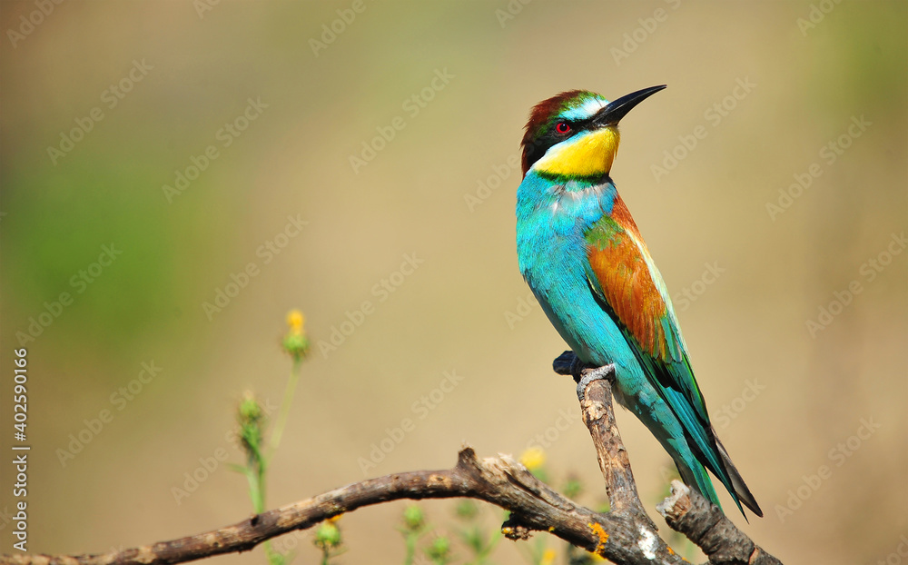 un precioso abejaruco de colores en una rama de un arbol