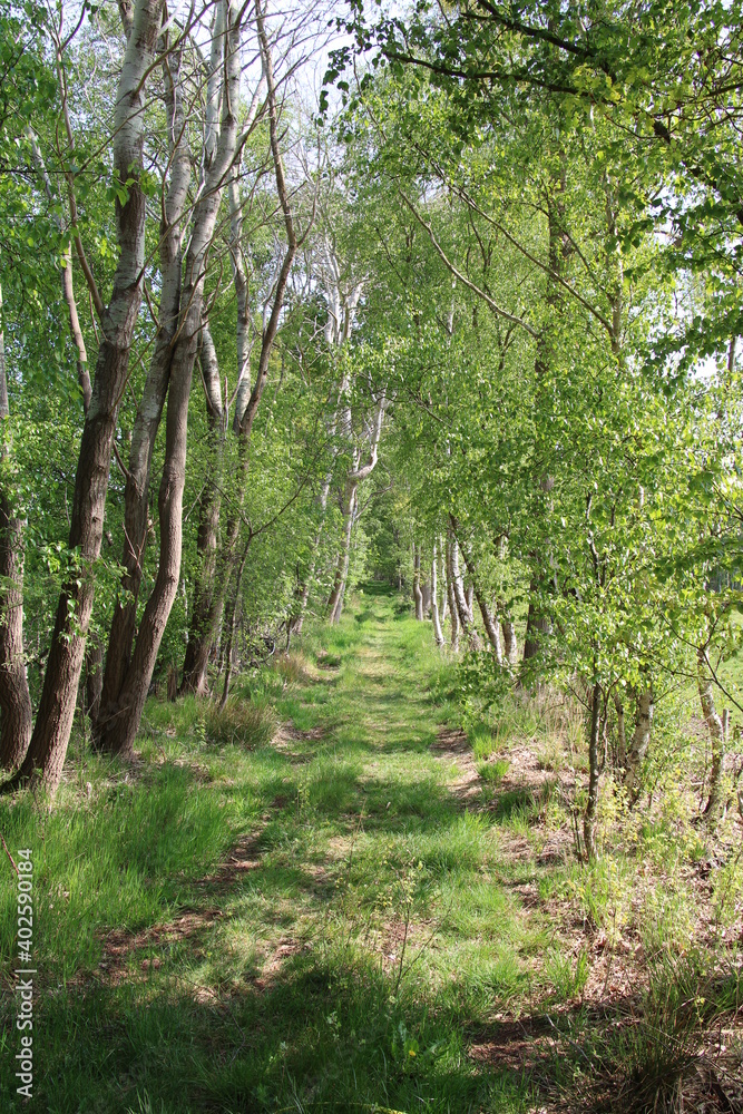 Obraz premium Moor and bog in Northern Germany; Holler- und Wittemoor, Moorlandschaft in Nordwestdeutschland