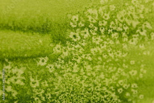 Hintergrund, grünes Aquarell mit Salztechnik wirkt wie eine Wiese oder Pflanze mit weiße Blüten oder Sternen
