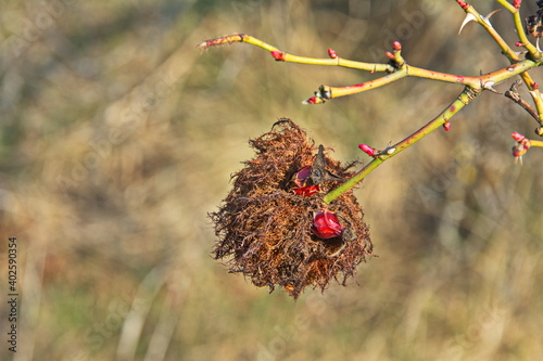 Closeup of a bedeguar gall on a wild rose, caused by a gall wasp Diplolepis rosae photo