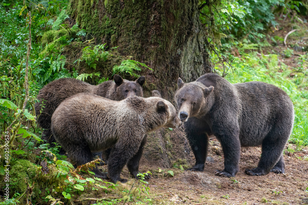Fototapeta premium Brown Bear Familiy Communicating
