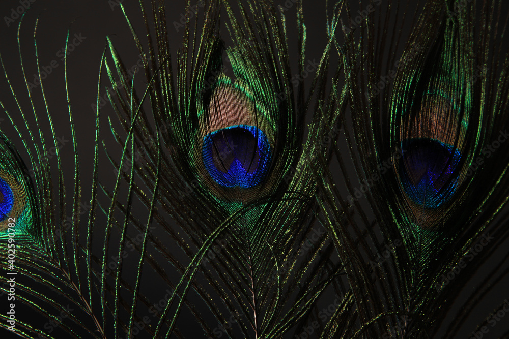 Obraz premium Peacock feather isolated on a black background