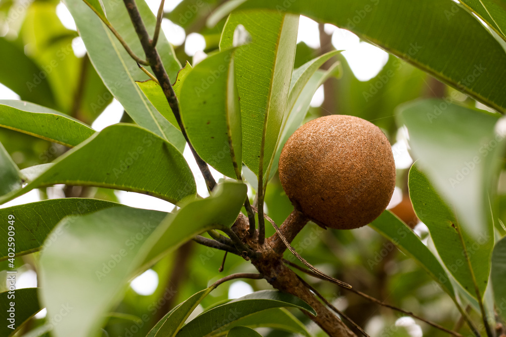 chickoo sapodilla fruits ripe on tree with green leafs in sunlight chickoo sapodilla fruits ripe on tree with green leafs in sunlight