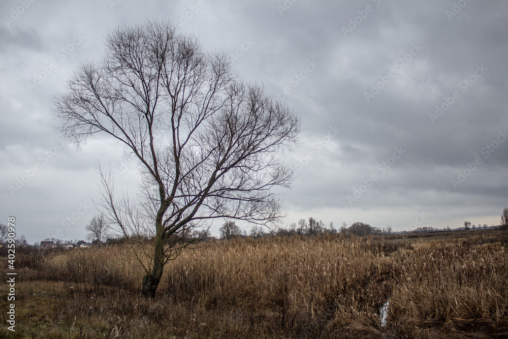 Fototapeta premium tree in the field