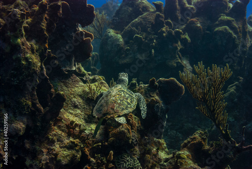 Fototapeta Naklejka Na Ścianę i Meble -  Rear overhead view of a Green turle cruising in the waters of Little Cayman