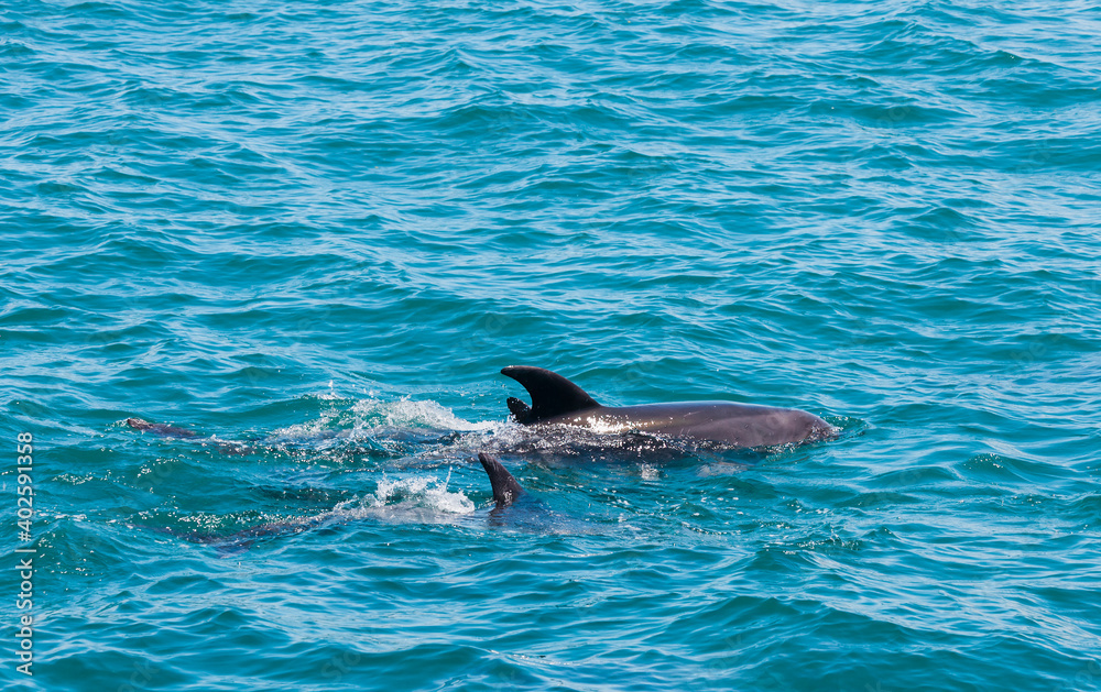 Obraz premium Pair of dolphins in Bay of Islands, New Zealand