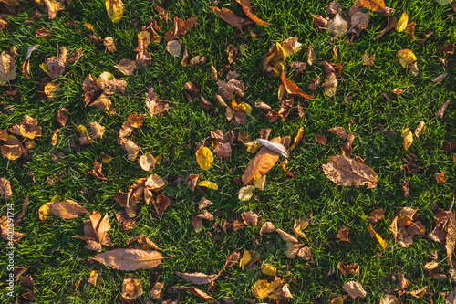 Background texture of grass with leaves