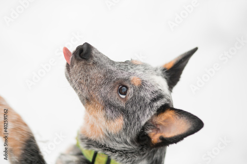 Fototapeta Naklejka Na Ścianę i Meble -   Healer licking nose in winter. close up Australian sheepdog and snowfall