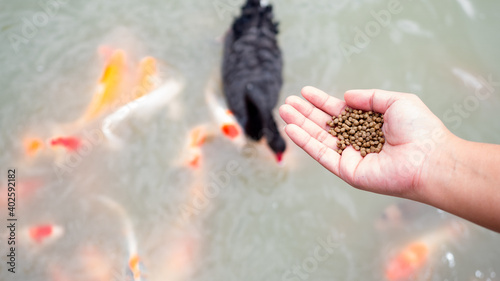 Young woman feeding swans close up hand