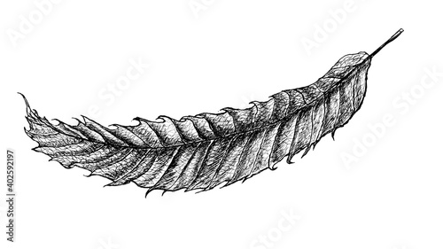 Zeichnung eines Blattes mit Tusche
